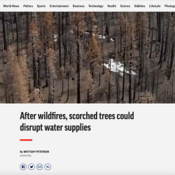 After wildfires, scorched trees could disrupt water supplies thumb
