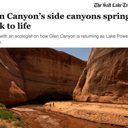 Glen Canyon’s side canyons spring back to life thumb