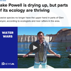 Lake Powell is drying up, but parts of its ecology are thriving thumb