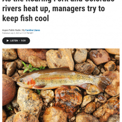 As the Roaring Fork and Colorado rivers heat up, managers try to keep fish cool thumb