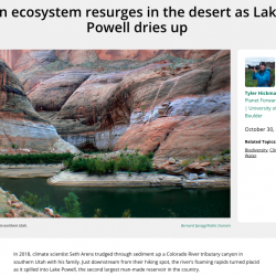 An ecosystem resurges in the desert as Lake Powell dries up thumb